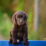 Sherlock-male-labrador-retriver-puppy-for-sale-1 (3)