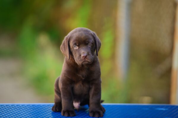 Sherlock Labrador Retriever