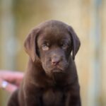 Sherlock-male-labrador-retriver-puppy-for-sale-1 (4)