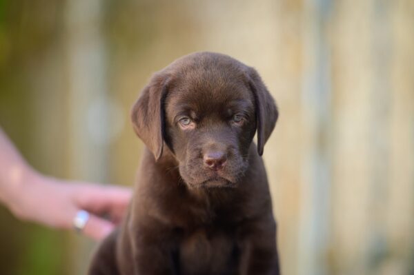 Sherlock Labrador Retriever