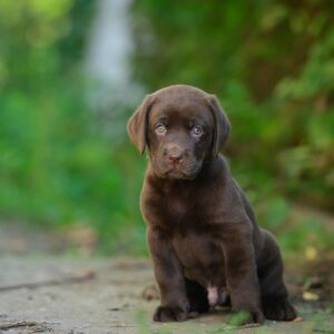 Sherlock Labrador Retriever