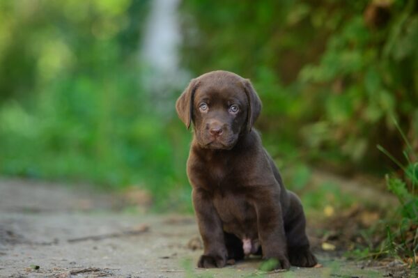 Sherlock Labrador Retriever