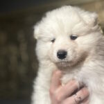 Sherman-male-Samoyed-puppy-for-sale-1 (2)