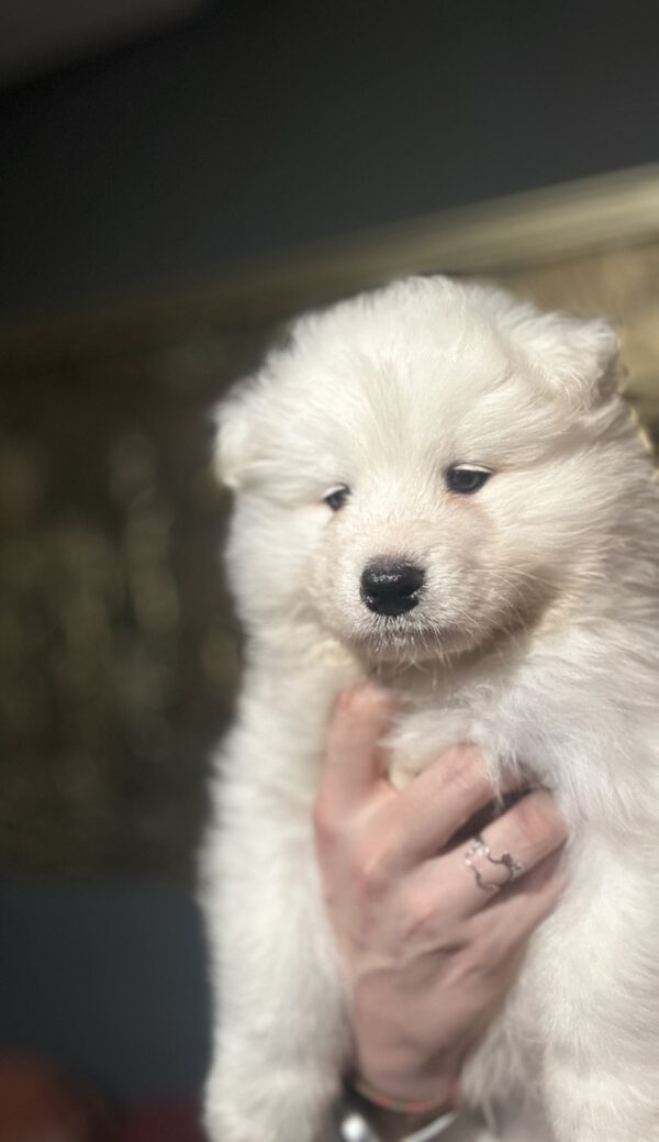Sherman Samoyed