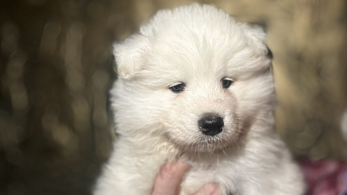 Akita Samoyed Keeshond Samoyed Dogs And Puppies For Sale