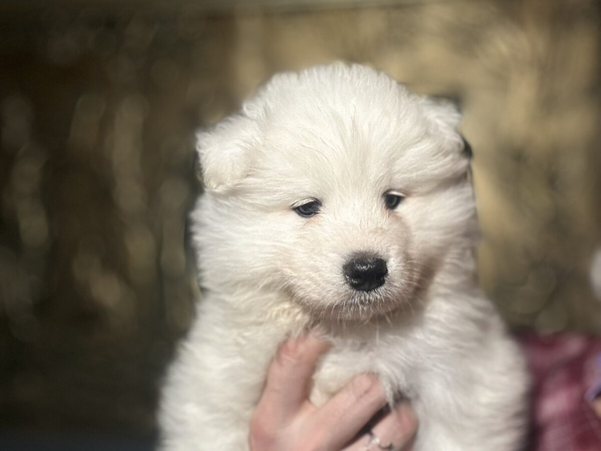 Samoyed Dogs and Puppies for sale
