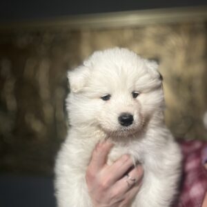 Sherman Samoyed