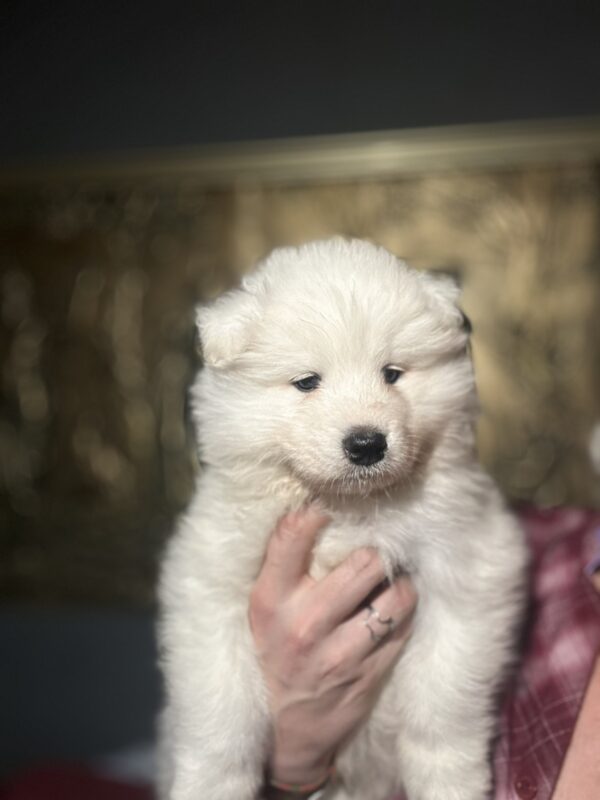 Sherman Samoyed