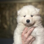 Sherman-male-Samoyed-puppy-for-sale-1 (4)