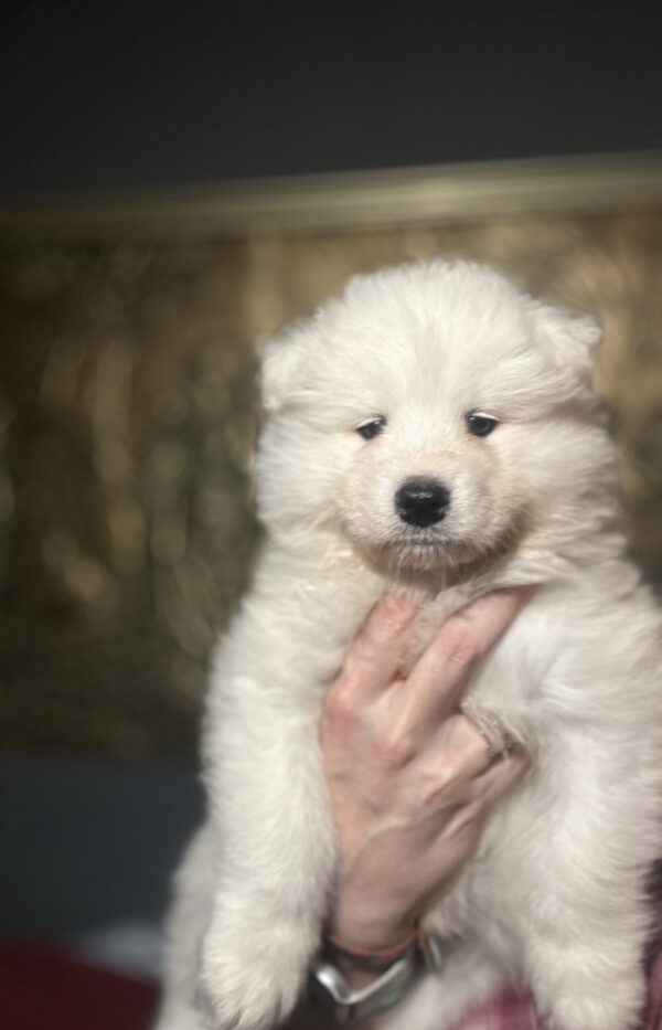 Sherman Samoyed