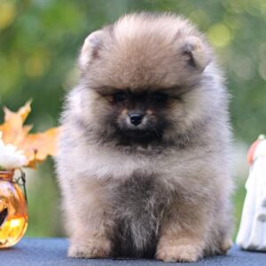 Shock Pomeranian
