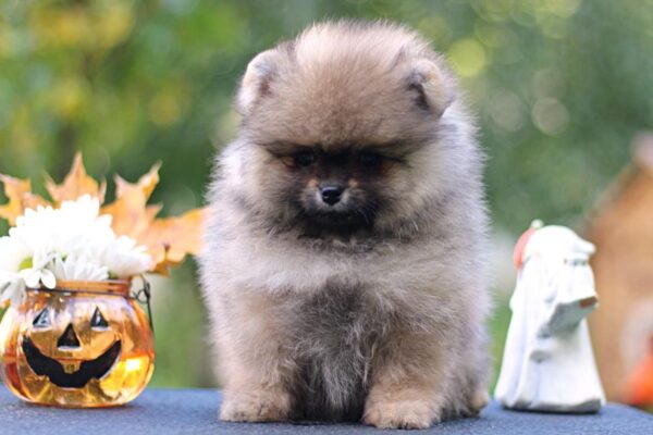 Shock Pomeranian