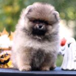 Milos Pomeranian