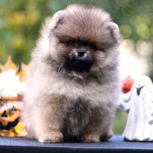 Shock Pomeranian