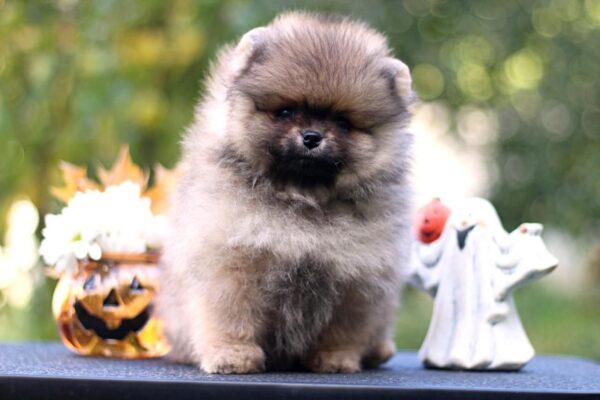 Shock Pomeranian