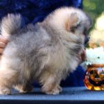 Shock-male-Pomeranian puppy-for-sale-3