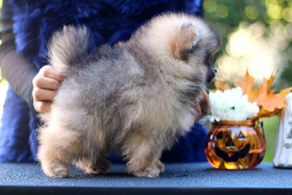 Shock Pomeranian