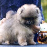 Shock-male-Pomeranian puppy-for-sale-4