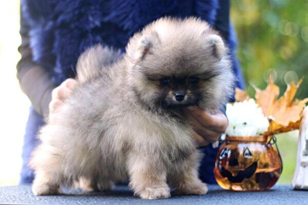 Shock Pomeranian