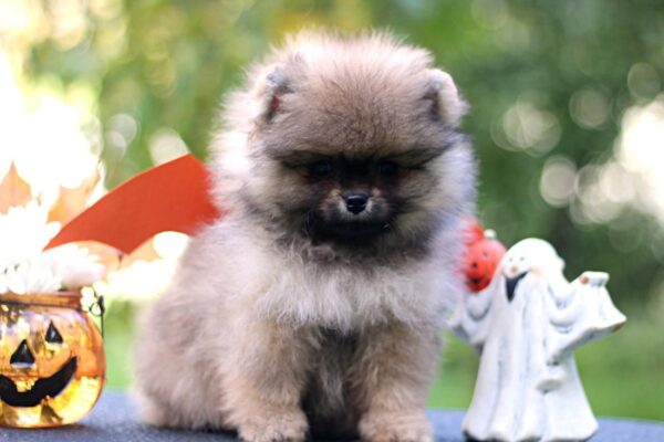 Shock Pomeranian