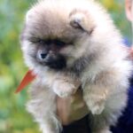 Shock-male-Pomeranian puppy-for-sale-6