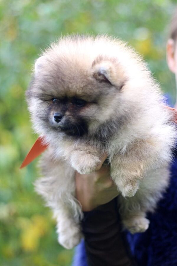 Shock Pomeranian