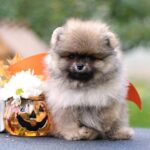 Shock-male-Pomeranian puppy-for-sale-7
