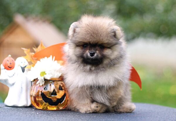 Shock Pomeranian