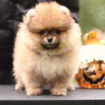 Shoun-male-Pomeranian-puppy-for-sale-1