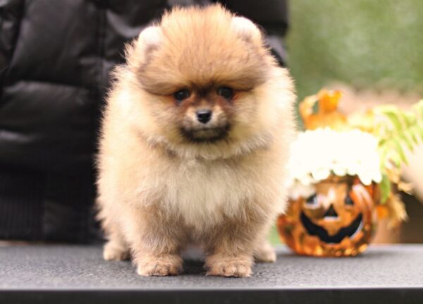 Shoun Pomeranian