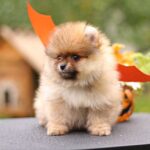 Shoun-male-Pomeranian-puppy-for-sale-2