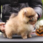 Shoun-male-Pomeranian-puppy-for-sale-3