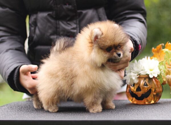 Shoun Pomeranian