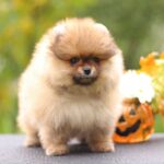 Shoun-male-Pomeranian-puppy-for-sale-4