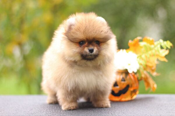 Shoun Pomeranian