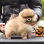 Shoun-male-Pomeranian-puppy-for-sale-5