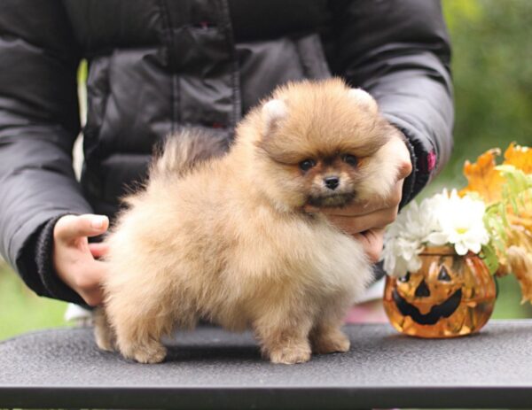 Shoun Pomeranian