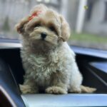 Sierra-female-maltipoo-puppy-for-sale-1 (1)