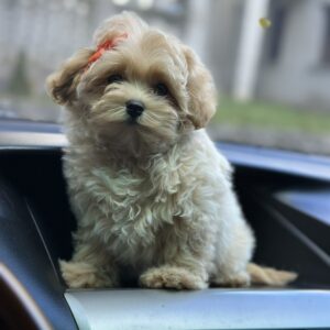 Sierra Maltipoo