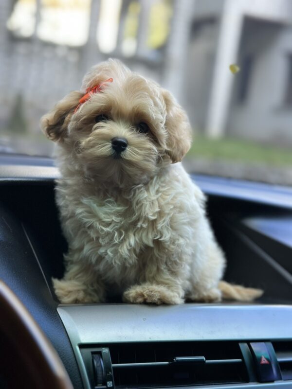 Sierra Maltipoo