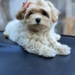 Sierra-female-maltipoo-puppy-for-sale-1 (2)