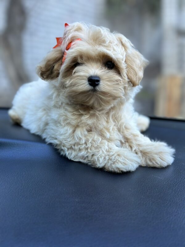 Sierra Maltipoo