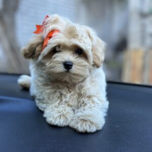 Sierra Maltipoo