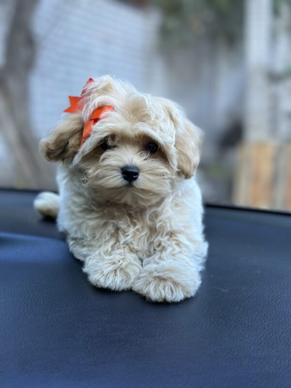 Sierra Maltipoo