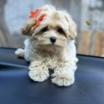 Sierra-female-maltipoo-puppy-for-sale-1 (4)