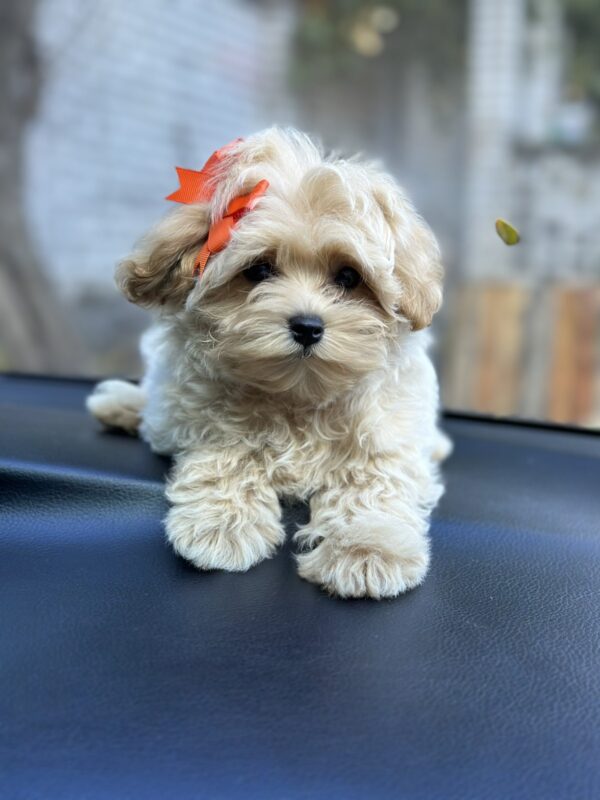 Sierra Maltipoo