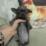 Franny Chihuahua