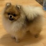 Sonic-male-pomeranian-puppy-for-sale-1 (1)