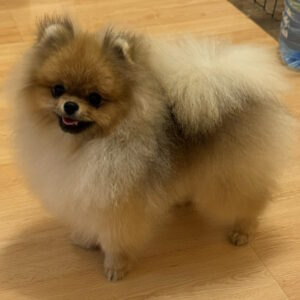 Sonic Pomeranian