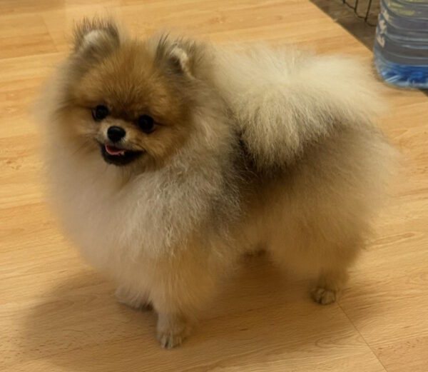 Sonic Pomeranian Sonic Pomeranian